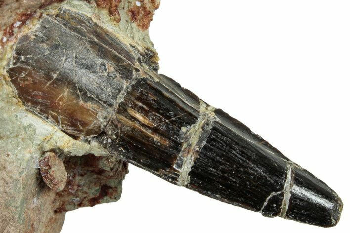 Spinosaurus Tooth In Situ - Dekkar Formation, Morocco #252260